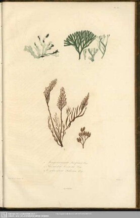 Fig. 1. Jungermannia Fuciformis, Bory. Fig. 2. Parmelia Contorta, Bory. Fig. 3. Cystoceira Filicina, Bory