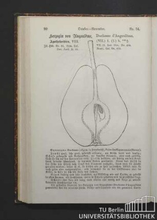 Nr. 54. October - November. Herzogin von Angoulème, Duchesse d'Angoulème. Apothekerbirn.