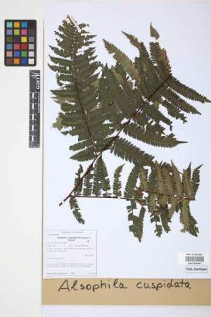 Alsophila cuspidata (Kunze) D.S.Conant