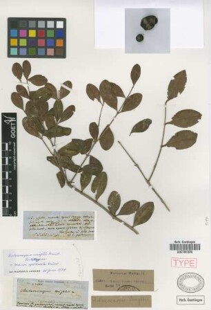 Aulacocarpus wrightii Griseb.