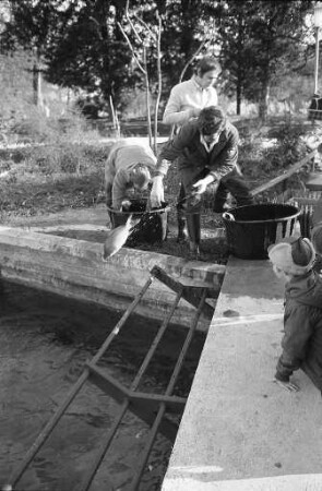 Fischsterben im Schwanensee des Stadtgartens