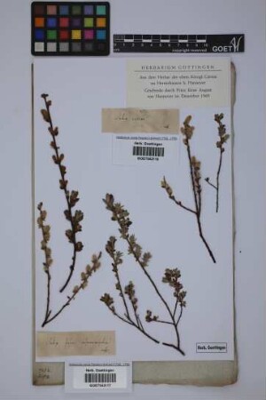 Salix rosmarinifolia