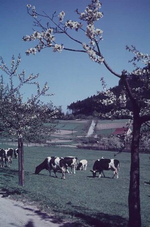 Schwarzwald. Wiese mit Kühen und blühenden Kirschbäume