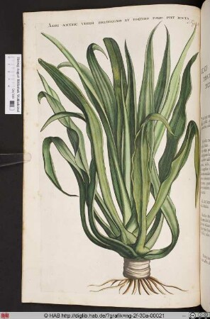 ALOE AMERIC: VIRIDI RIGIDISSIMO.