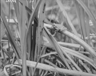 Europäischer Laubfrosch : Europäischer Laubfrosch (Hyla arborea Linnaeus) im Schilf.