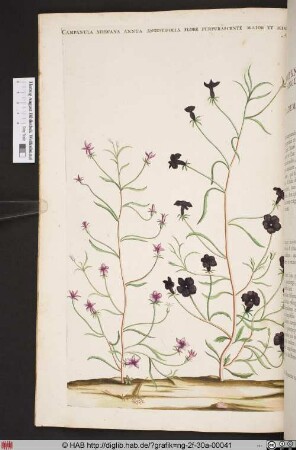 CAMPANULA AFRICANA ANNUA ANGUSTIFOLIA FLORE PURPURASCENTE MAIOR ET MINOR.
