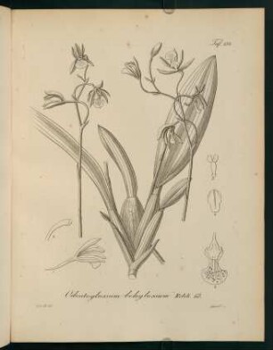158r-158v, Odontoglossum beloglossum