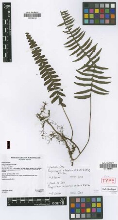 Polypodium loriceum L.