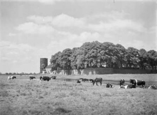 Rheinaue vor Rees, im Hintergrund Stadtmauer und Mühlenturm
