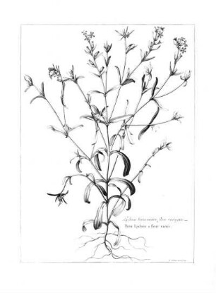 Lychnis Hirta Minor Flore Variegato