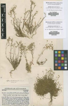 Minuartia verna (L.) Hiern