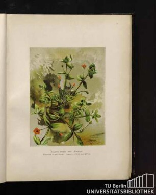 Anagallis arvensis Linné. Bauchheil.