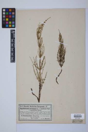 Equisetum arvense L.