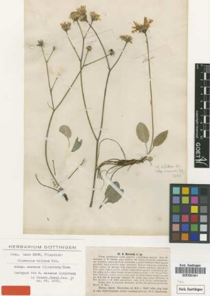 Hieracium moeanum Lindeb. [isotype]