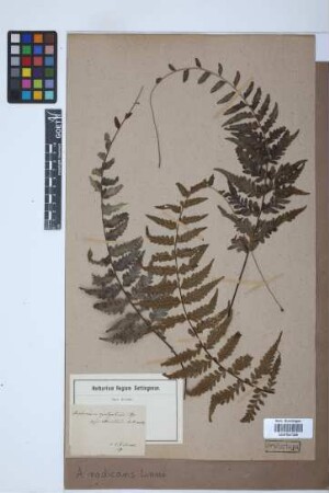 Asplenium radicans L.
