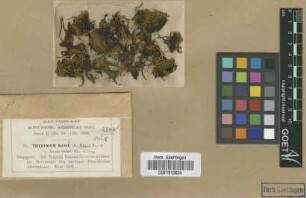 Thyridium manii M.Fleisch. var. minus M.Fleisch.[type]