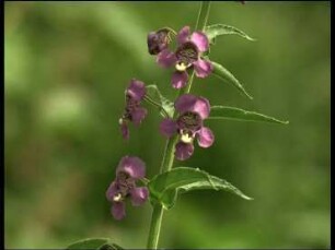 Oil Flowers and Oil-collecting Bees