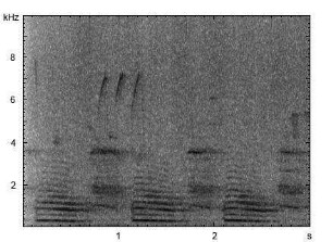 Hausesel | Equus asinus f. asinus - Lautfolge