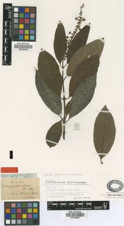 Malpighia elegans G.Mey. [type]