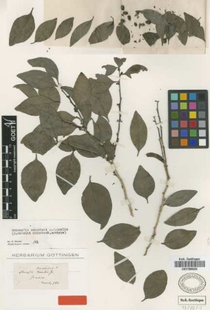 Schoepfia marchii Griseb. [syntype]