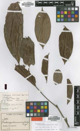 Trichoscypha patens (Oliv.) Engl.