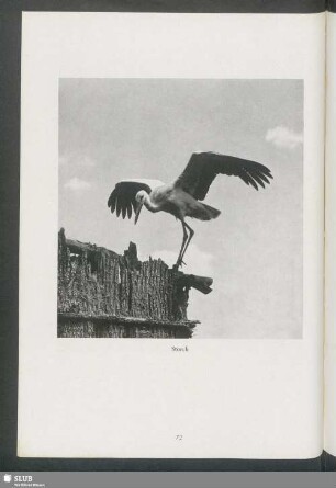 Storch