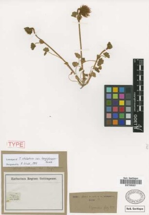 Trifolium stellatum L. var. longiflorum Griseb.[lectotype]