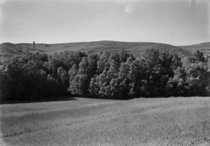 Landschaftsblick : Blick über Weizenfelder nördlich Sétifs. Im Hintergrund sind kahle Berghänge zu sehen.