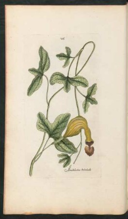 256. Aristolochia trilobata