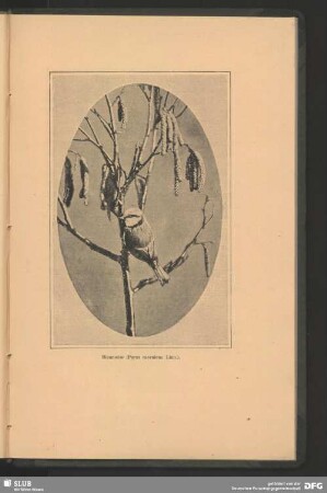 Blaumeise, Parus caeruleus, Linn.