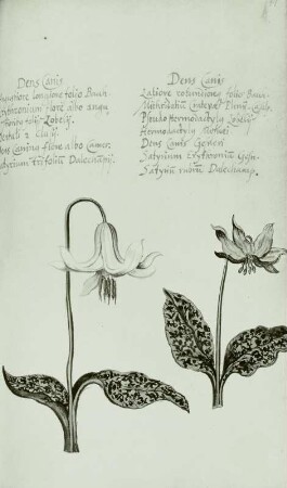 Gallus Luckius, Blumenbuch: "Dens canis" - Zahnlilie Erythronium dens-oanis
