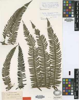 Cyathea balanocarpa D.C.Eaton [type]