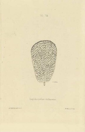 Plate LXXV. Scale of Lepidocyrtus violaceus.