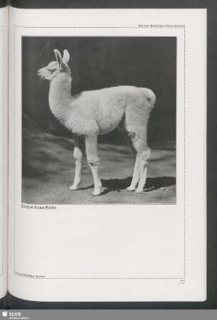 Weißes Lama-Fohlen