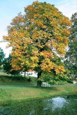 Dorfteich mit Kastanie und Bank