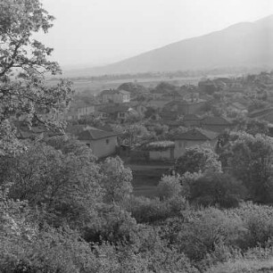 Blühende Rosensträucher auf den Feldern bei Schipka der Gemeinde Kasanlak in Südbulgarien