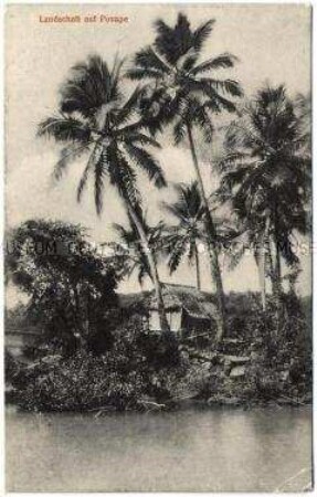 Hütte unter Palmen auf der Insel Ponape (Pohnpei)