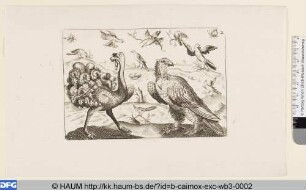 Adler, Strauß und andere Vögel