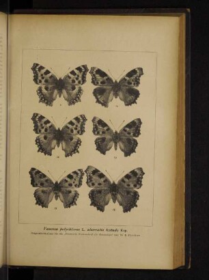 Vanessa polychloros L. aberratio testudo Esp.