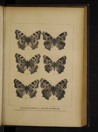 Vanessa polychloros L. aberratio testudo Esp.