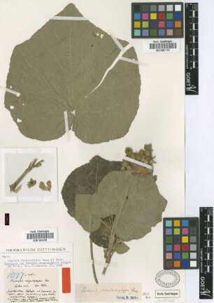 Pavonia malacophylla Garcke