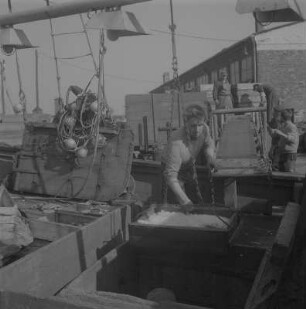 Stralsund. Fischereihafen, Fischer mit Fischkisten