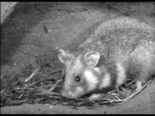 Cricetus cricetus (L.) - Transport der Jungen durch das Muttertier