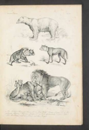 Tafel II. Der Eisbär [...]
