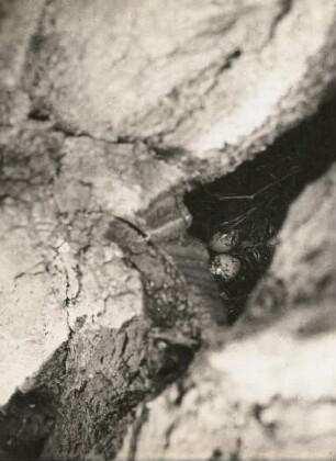 Waldbaumläufer (Certhia familiaris L.). Nest mit Gelege