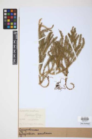 Lycopodium annotinum annotinum L.