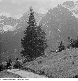 Bäume in den Alpen