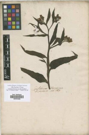 Symphytum