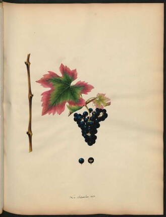 28. Le chasselas noir