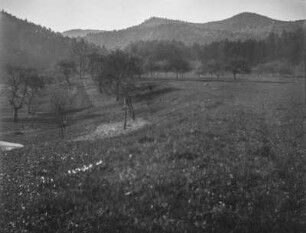 Landschaftsblick : Blick auf bewaldete Hänge und Wiesen